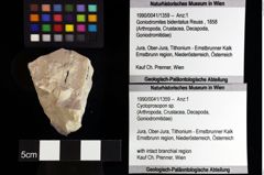 Foto (Objket + Etiketten) von Cycloprosopon sp. 